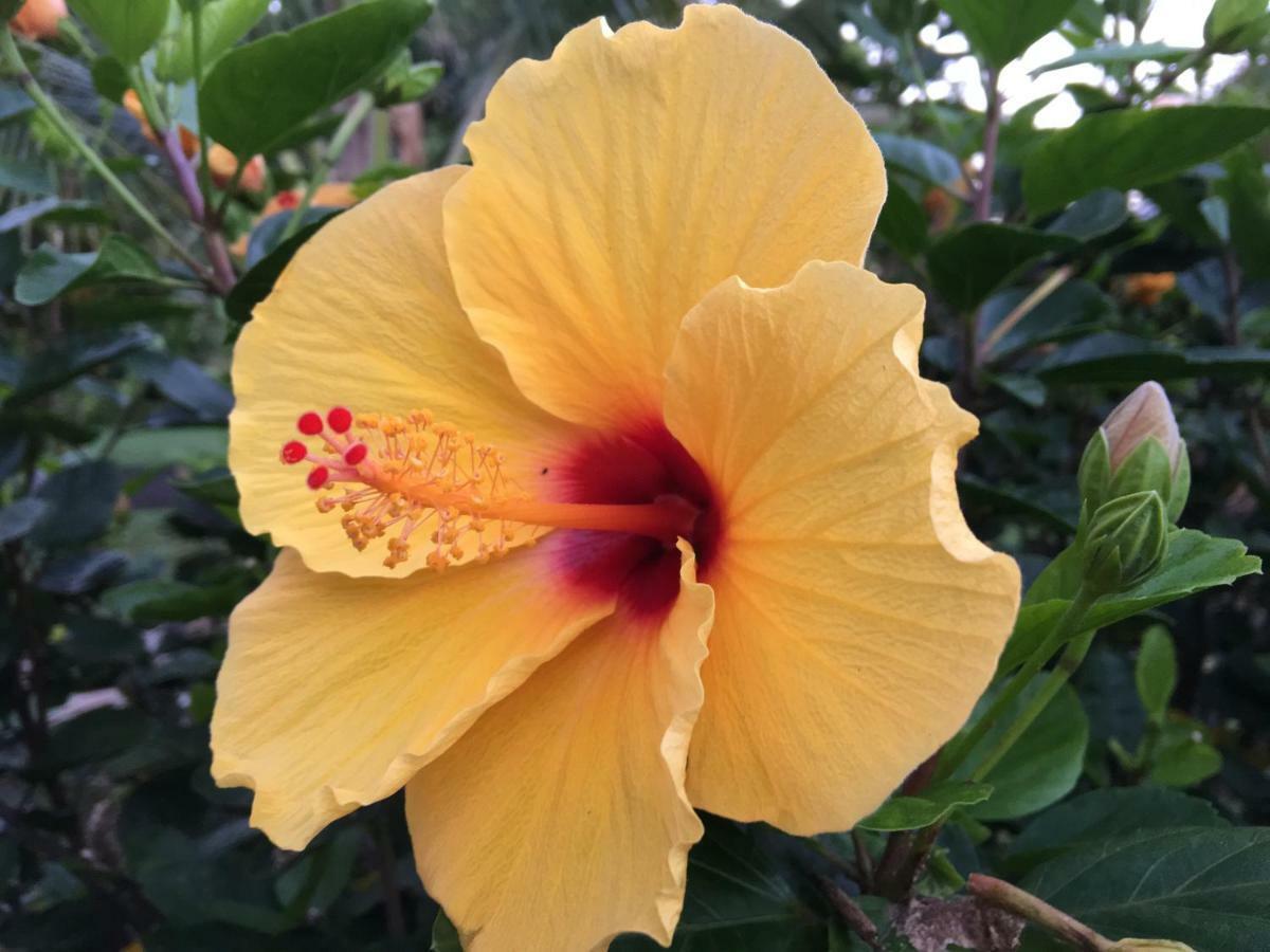 Mediteranean Style Ohana Rental / Garden Bungalow In Pahoa Honolulu Landing Екстериор снимка